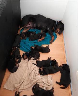 cute Rottweiler Puppies for sale 